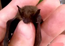 13_Fledermaus_Heide_1.webp