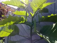 28082010026.webp