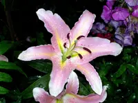 SDC12049.webp