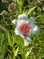 SDC11863.webp