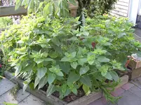 Wunderblume1, 28.08.10.webp