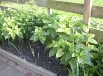 Wunderblume2, 28.08.10.webp