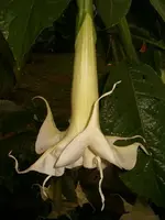 AW Blüte.webp