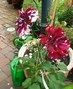 Dahlie Tarzan.webp