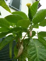 ETgelbSamen.webp