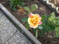 Rose.webp