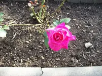 Rose 1.webp