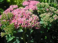 CIMG0503.webp