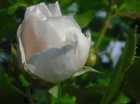 CIMG0492.webp