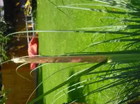 CIMG0498.webp