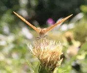 IMG_1992 (2).webp