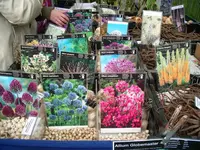 Allium ohne Ende.webp