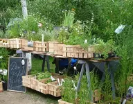Der weiße Garten.webp