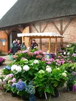 Hortensien.webp