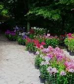 Phlox in allen Farben.webp