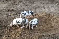 piggies.webp