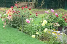 Dahlien_Beet.webp