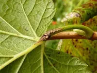 Johannisbeer schwarz1.webp