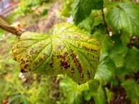 Johannisbeer schwarz (2).webp