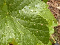 Johannisbeer schwarz (7).webp