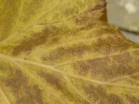 Johannisbeer schwarz (9).webp