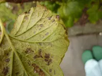 Johannisbeer schwarz (6.webp