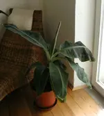 bananenpflanze_001.webp