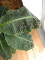 bananenpflanze_002.webp
