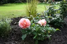 IMG_2416 - Kopie.webp