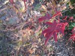 K1024_roter Fächerahorn Blätter vertrocknen.JPG