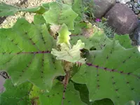 PIC_0272 (Small).webp