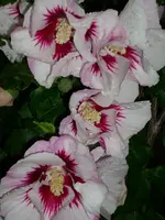 DSCI1219.webp