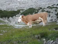 13.webp