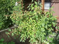 Liebesperlenstrauch.webp