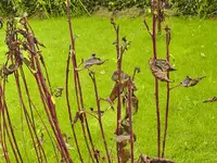 pflanze (1 von 8).webp