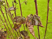 pflanze (2 von 8).webp