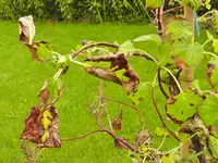 pflanze (3 von 8).webp