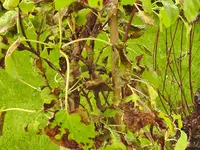 pflanze (4 von 8).webp