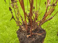 pflanze (7 von 8).webp