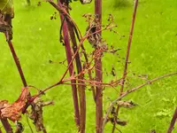 pflanze (8 von 8).webp