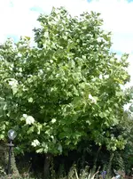 005.webp