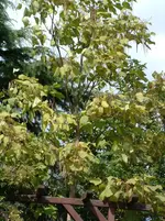 006.webp