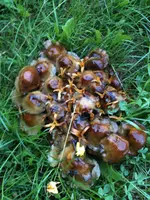 IMG_0332-small-schwammerl.webp