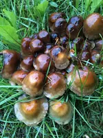 IMG_0333-small-schwammerl.webp