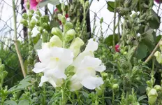 10a.webp