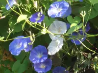 CIMG5110.webp