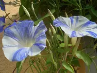 CIMG5158.webp