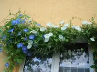 CIMG5093.webp