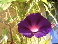 CIMG5038.webp
