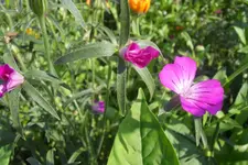 07.webp